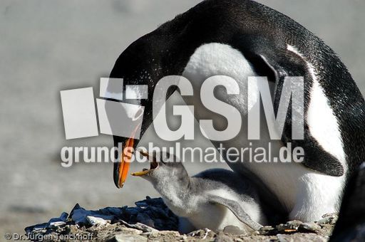 Eselspinguin (87 von 97).jpg